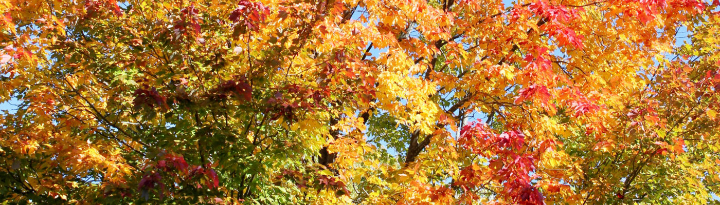 Many-Colors-of-Fall_top