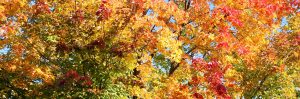 Many-Colors-of-Fall_top