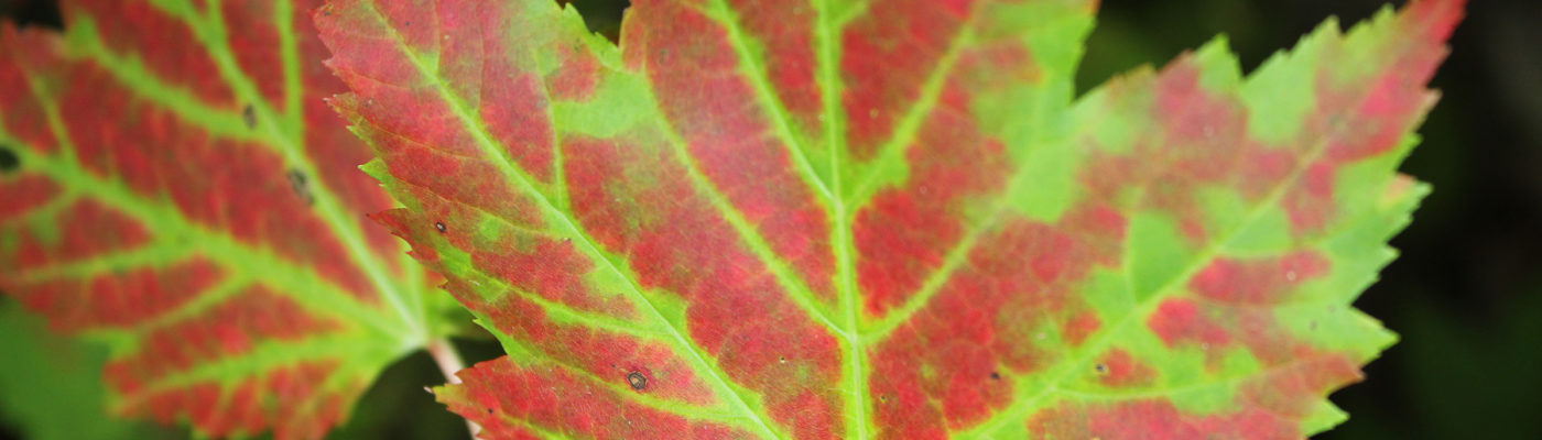 Red-or-Green-Fall-Folaige_top