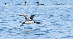 loon-takeoff