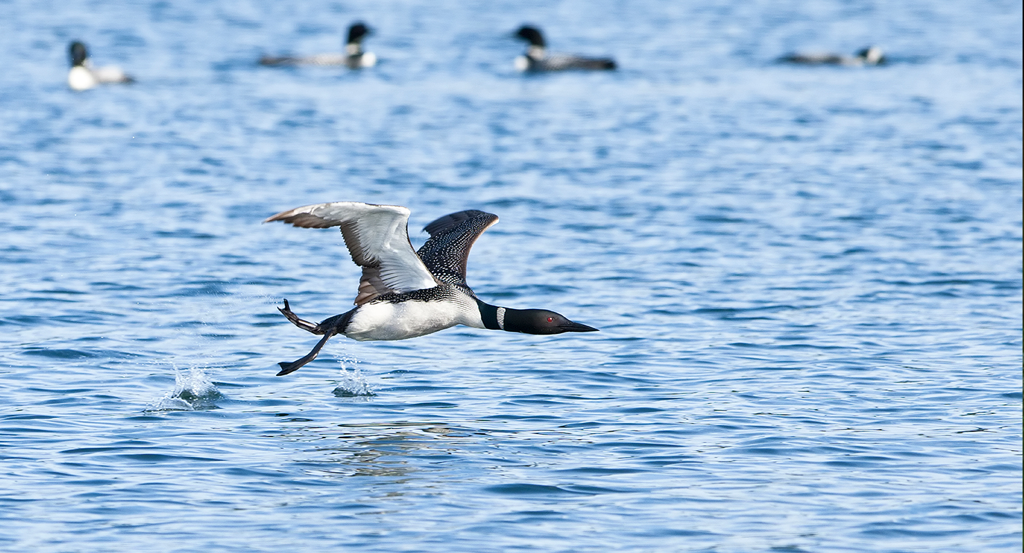 loon-takeoff