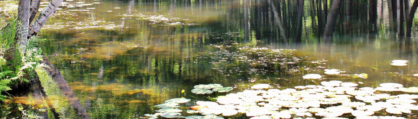 lake lily pads