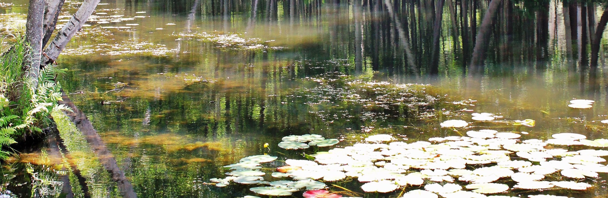 Shoreland Stewards Guide Tomahawk Lake Association