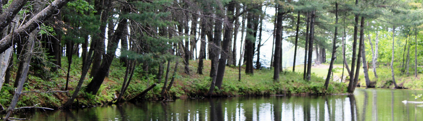 lake tomahawk trees